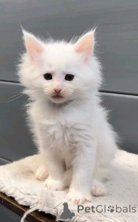 Photo №2 de l'annonce № 137223 de la vente persan - acheter à Allemagne éleveur