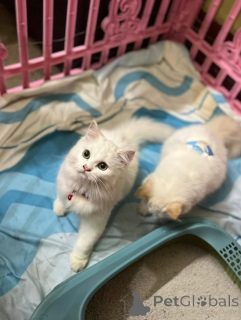 Photo №3. Mignon adorable petit chat persan à vendre contacter WhatsApp Business. La finlande