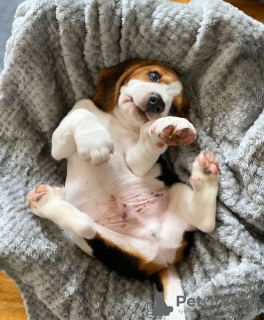 Photo №4. Je vais vendre beagle en ville de Котка. annonce privée - prix - 389€