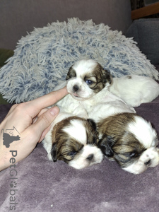 Photo №3. Chiots Shih Tzu de race pure idéaux. . La finlande