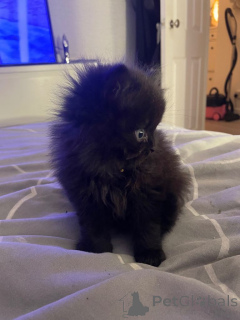 Photo №1. exotic shorthair - à vendre en ville de Paris | 350€ | Annonce № 166785