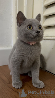 Photo №4. Je vais vendre british shorthair en ville de Valmadonna. éleveur - prix - Gratuit