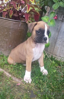 Photo №1. boxer - à vendre en ville de Aubenas | négocié | Annonce №170364