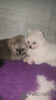 Photo №1.  - à vendre en ville de Anderlecht | 800€ | Annonce №161706