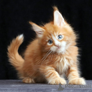 Photo №2 de l'annonce № 156674 de la vente maine coon - acheter à Allemagne 
