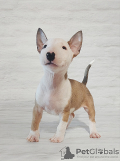 Photo №2 de l'annonce № 33538 de la vente bull terrier - acheter à Pologne 