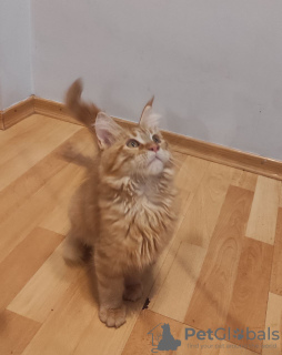 Photo №4. Je vais vendre maine coon en ville de Berlin. de la fourrière - prix - 385€