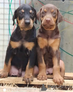 Photo №2 de l'annonce № 132700 de la vente  - acheter à Pays Bas éleveur