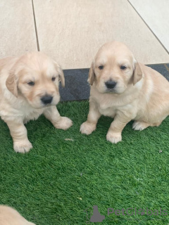 Photo №3. Chien Golden Retriever-Welpen verfügbar. Allemagne