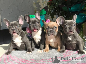 Photo №1. bouledogue - à vendre en ville de Kollnburg | négocié | Annonce №10072