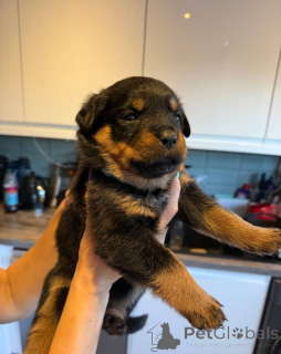 Photo №2 de l'annonce № 175406 de la vente rottweiler - acheter à Lituanie annonce privée, éleveur