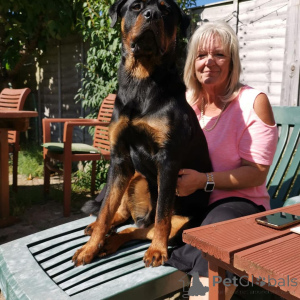 Photo №4. Je vais vendre  en ville de Dubrovnik.  - prix - négocié