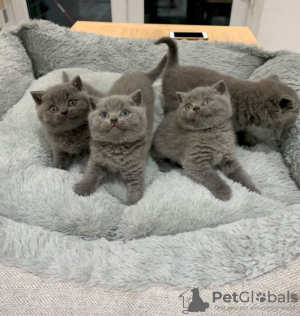 Photo №2 de l'annonce № 122101 de la vente british shorthair - acheter à USA annonce privée