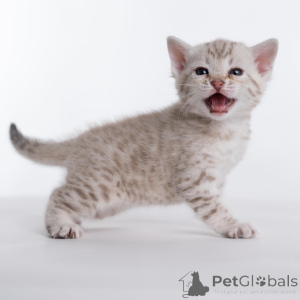 Photo №2 de l'annonce № 159291 de la vente bengal - acheter à Suède de l'abri