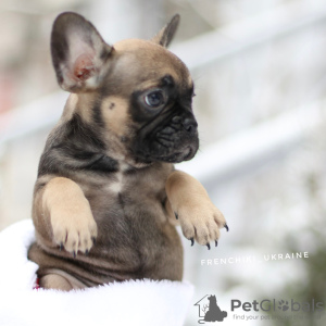 Photos supplémentaires: Incroyable couleur rare bouledogue français Merle chiot mâle et femelle