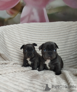 Photos supplémentaires: Beau bébé bouledogue français.