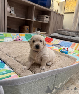 Photo №1. golden retriever - à vendre en ville de Zürich | négocié | Annonce №179021