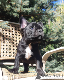 Photo №1. bouledogue - à vendre en ville de Düsseldorf | 360€ | Annonce №127370