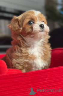 Photo №2 de l'annonce № 166821 de la vente chien bâtard - acheter à Allemagne éleveur