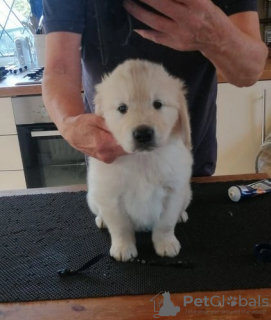 Photo №3. AKC 5 Generation Pedigree Chiots Golden Retriever * GARÇONS ET FILLES UNIQUEMENT. USA