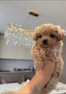 Photo №1. maltipu - à vendre en ville de Salzbourg | négocié | Annonce №156283