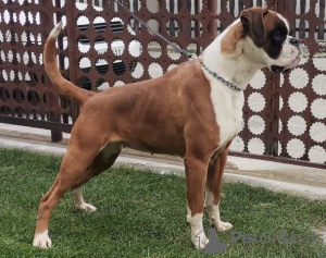 Photo №1. boxer - à vendre en ville de Jagodina | négocié | Annonce №114832