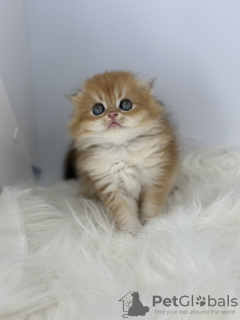 Photos supplémentaires: Chaton doré Scottish Fold