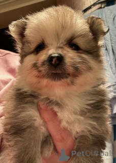 Photo №1. spitz nain - à vendre en ville de Friedberg (Hessen) | 550€ | Annonce №144561