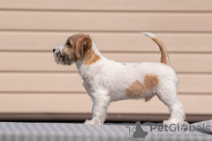 Photo №4. Je vais vendre jack russell terrier en ville de Aigle. de la fourrière - prix - négocié