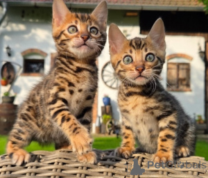 Photo №1. bengal - à vendre en ville de Beaucoup | négocié | Annonce № 170214