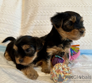 Photo №2 de l'annonce № 112307 de la vente yorkshire terrier - acheter à USA annonce privée