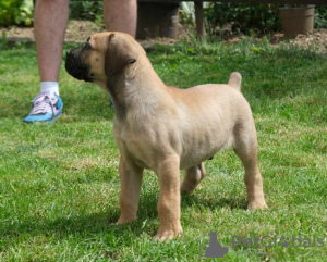 Photo №1. boerboel - à vendre en ville de Belgrade | négocié | Annonce №105130