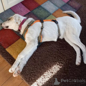 Photo №3. Chiot femelle de race mixte. Allemagne