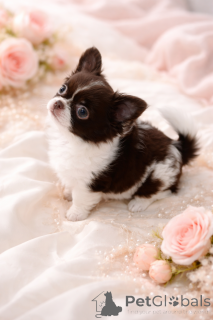 Photo №1. chihuahua - à vendre en ville de Dnipro | 1000€ | Annonce №165891