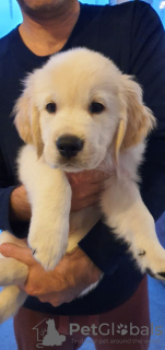 Photo №2 de l'annonce № 119888 de la vente golden retriever - acheter à Fédération de Russie annonce privée, éleveur