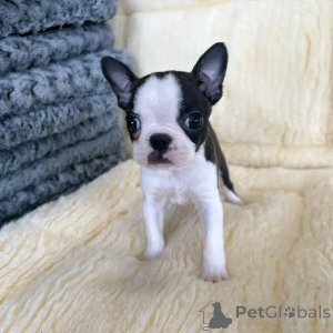 Photo №4. Je vais vendre bouledogue en ville de Berlin. éleveur - prix - 500€