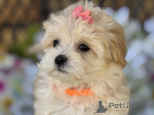 Photo №1. maltipu - à vendre en ville de Wentorf Bei Hambourg | 900€ | Annonce №150180