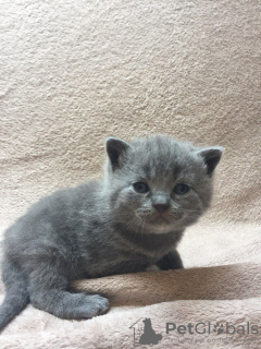 Photo №2 de l'annonce № 123356 de la vente british shorthair - acheter à Allemagne annonce privée, éleveur