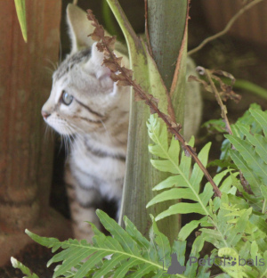 Photo №2 de l'annonce № 144480 de la vente bengal - acheter à L'Autriche éleveur