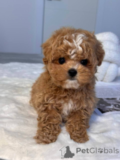 Photo №1. maltipu - à vendre en ville de Victor Harbor | 744€ | Annonce №145973