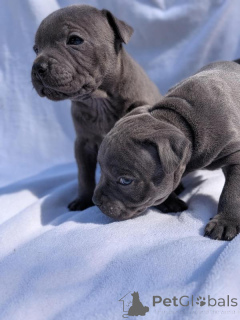 Photo №1. bulldog anglais - à vendre en ville de Arecibo | négocié | Annonce №170571