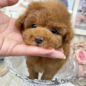 Photo №3. Félicitations, vous les gars, contactez WhatsApp Business 447450021323. La finlande