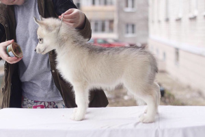 Photo №3. Des bébés Huskies Sibériens de race pure sont proposés à la vente.. Fédération de Russie