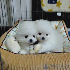 Photo №2 de l'annonce № 68456 de la vente spitz nain - acheter à Allemagne 