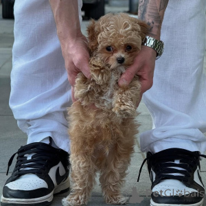 Photo №4. Je vais vendre bichon maltais en ville de Couverture. annonce privée - prix - négocié