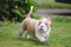 Photo №2 de l'annonce № 137871 de la vente american bully - acheter à USA annonce privée