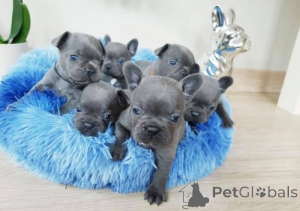 Photo №1. bouledogue - à vendre en ville de Торонто | négocié | Annonce №143477