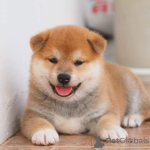 Photo №1. shiba - à vendre en ville de Jönköping | 1000€ | Annonce №168384