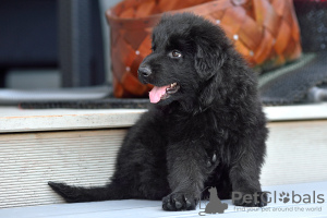 Photos supplémentaires: chiots berger allemand