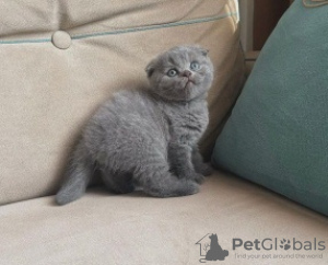 Photo №3. Un vétérinaire doublement vacciné a vérifié les chatons Scottish Fold. République Tchèque